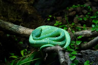 Making Snake in Python